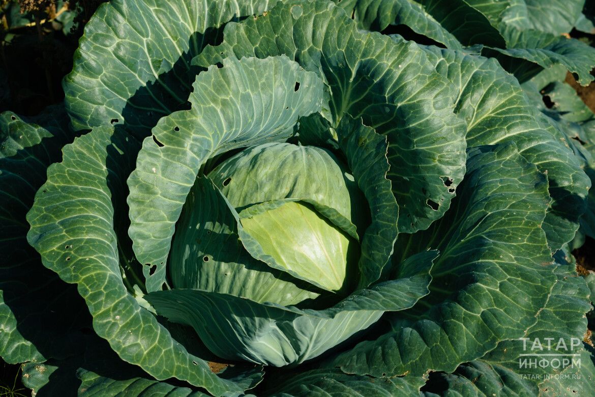 Кәбестәне кайчан чәчәргә?