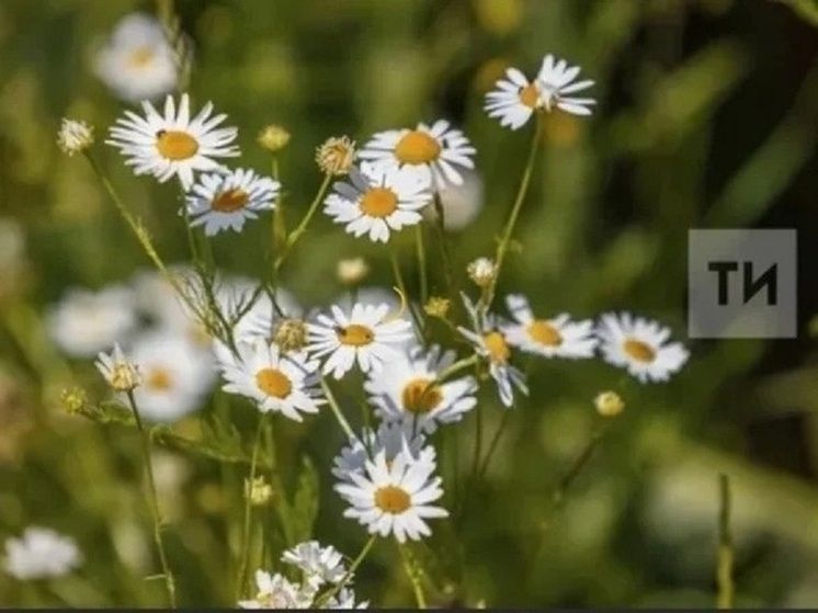 “Бәхет кисәге” дип аталган мәхәббәт: 24 елдан соң очрашу һәм югалту