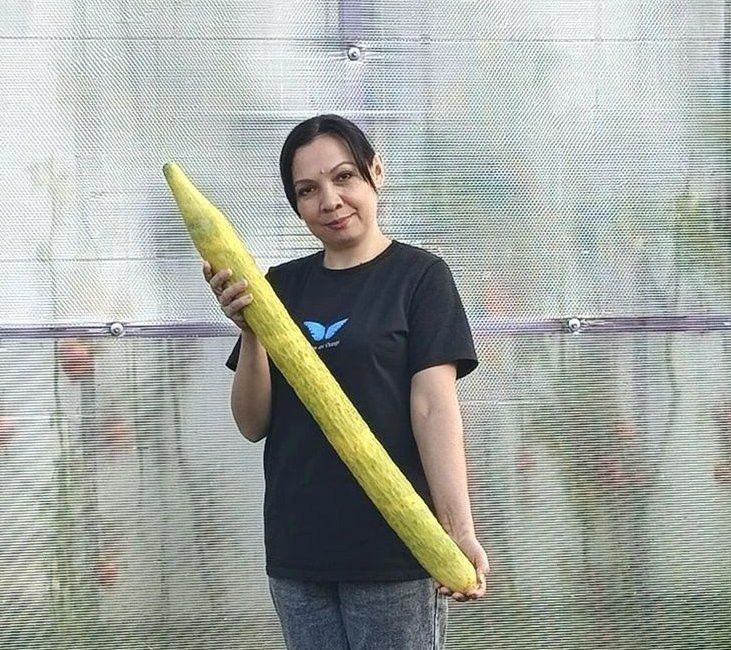 “Теплицамдагы кыяр мине йолдыз итте”