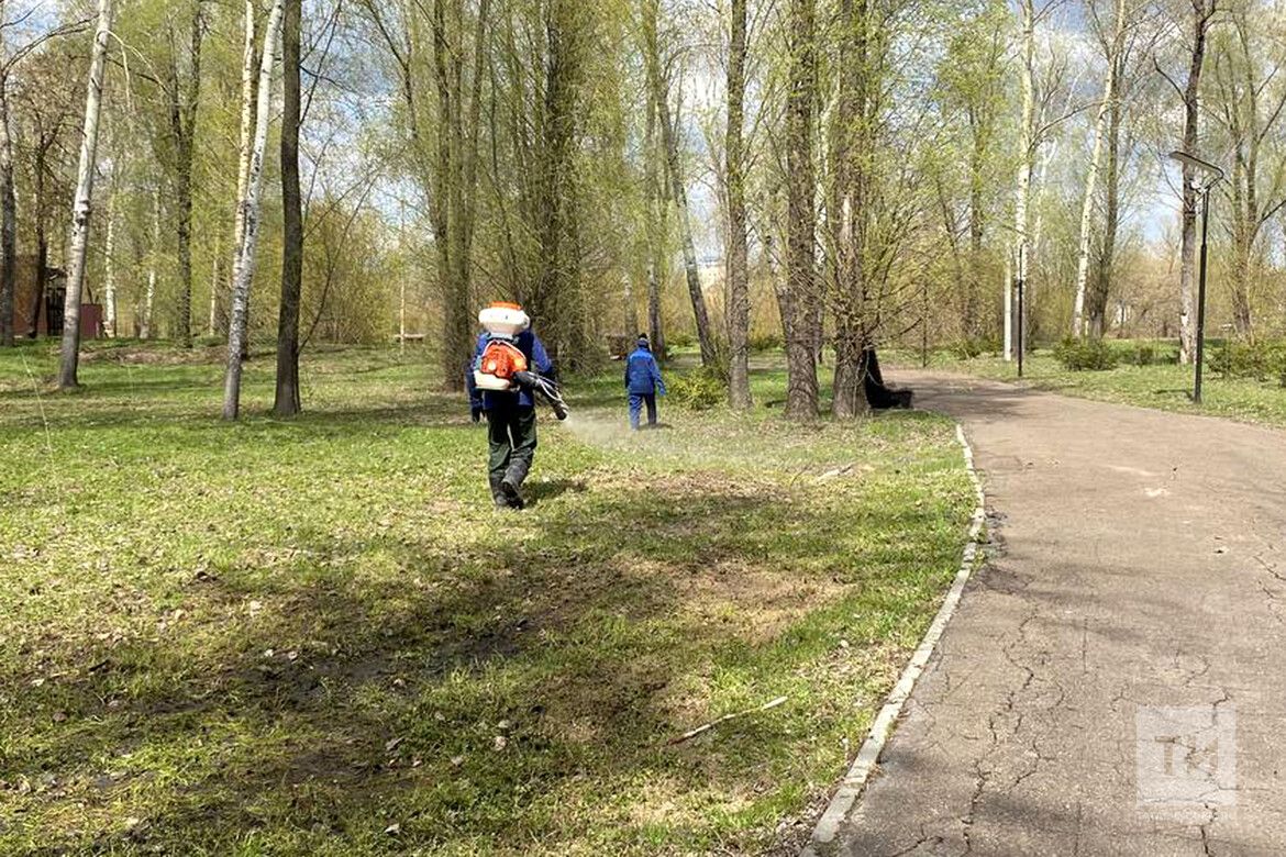 Казанда яр буйларына химик агулау үткәреләчәк