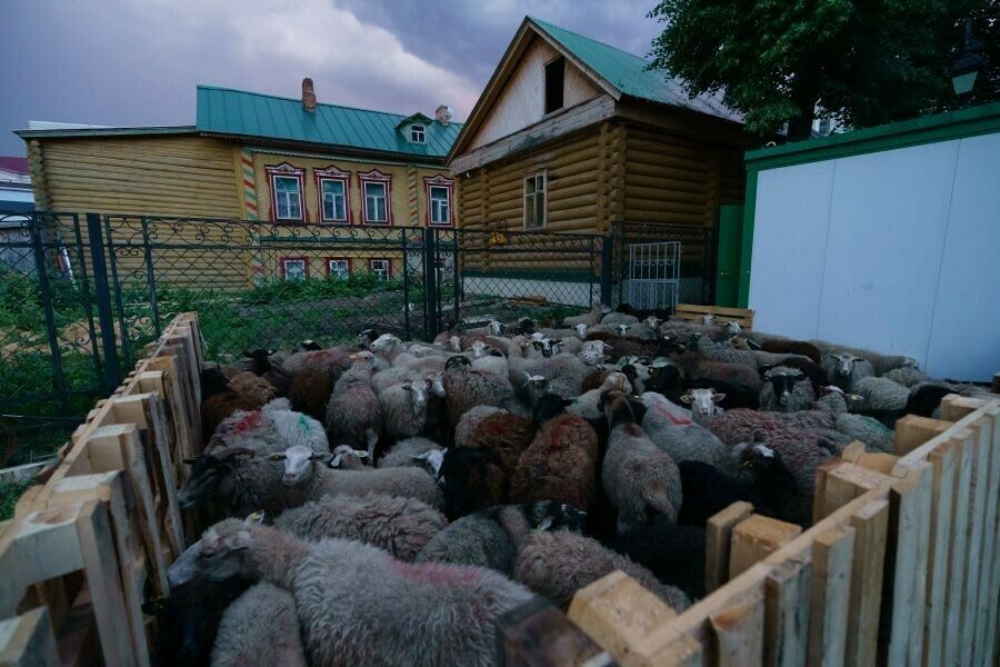 «Корбанлыкны арзанрак алу савапны киметәме?»