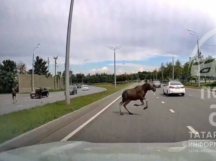 Пошилар Казанда нишләп йөриләр?