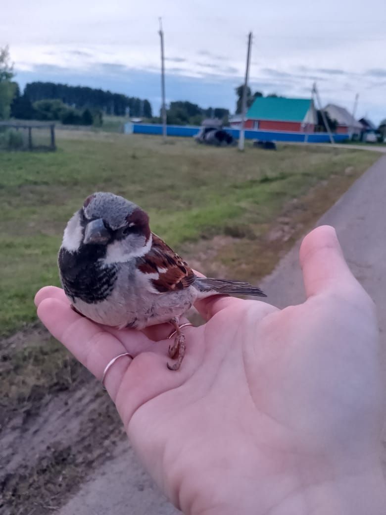 Хәдис Хафизовның соңгы сүзләре һәм батырлык юлы: «Намаз укырга өйрәнергә кирәк»