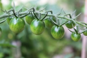 Гөмбәчек: помидорларны ничек савыктырырга?