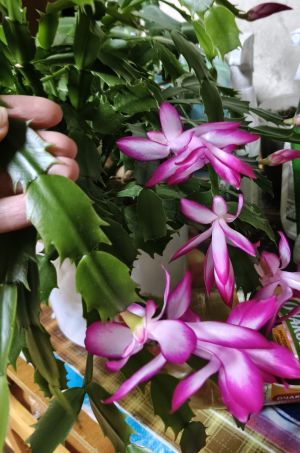 Балконда кыяр үстерәбезме, әллә чүлмәктә ананасмы?