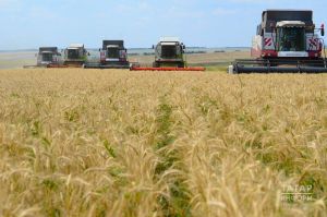 Татарстанда җыелган уңышның 60 проценттан артыгы азык-төлеккә яраксыз булып чыккан