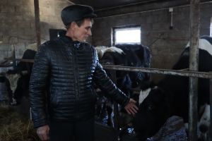 Апас фермеры: «Алма сүзен әйтүгә, бер сыерым әллә каян яныма килеп баса»