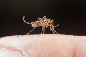 Черкиләр вируслар, шул исәптән ВИЧ таратучы булып тора? Белгечләр ни ди