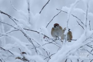 Гаҗәпкә калдырган факт: соңгы егерме елда йорт чыпчыкларының саны азайган