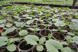 Февральдә нәрсә чәчәргә?