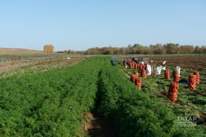 4 мең фермерның яртысы гына эшли: Татарстан авылларында хәлләр ничек?