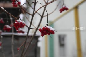 Рәсеменә карап помидор чәчмиләр: бакчачылар өчен файдалы киңәшләр