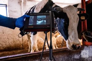 “Тәнзилә апа киңәшләре: Арзан терлек сатып алудан сак булыгыз”