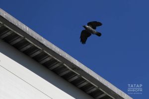 Татарстанга кара каргалар кайтты: орнитолог яз турында популяр сынамышларны аңлатты