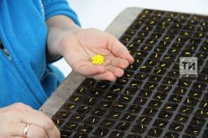 Борыч үстерү серләре