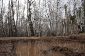 Татарстанның урман хуҗалыгында кадрлар кытлыгы юк