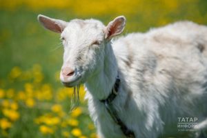 Кәҗә асрау модада: нинди токым сайларга һәм нәрсәгә игътибар итәргә?