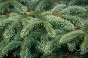 Нарат серкәсе шифасы: файдасы, куллану ысуллары һәм кемнәргә ярамый