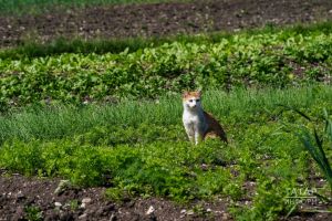 Җирне арендага ничек алырга: 2026 елга актуаль киңәшләр