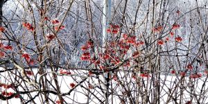 Бәлки, яңа керем чыганагы барлыкка килер. : 25-31 мартка йолдызнамә: