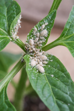 Борычтагы ак бөҗәкләрдән ничек котылырга? Бакчачыларга киңәшләр