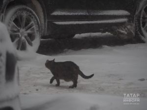 Мистика дими, ни дисең моны?!