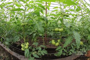 Помидор үстерү сере нидә?