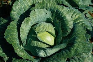 Кәбестәне кайчан чәчәргә?