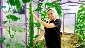 “Теплицамдагы кыяр мине йолдыз итте”