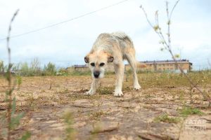 Республикада хуҗасыз хайваннар белән бәйле гадәттән тыш хәлләрдә эш итү тәртибе расланды