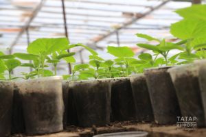 Зәңгәр җиләк, буйлы карлыган – маркетплейсларда ялган орлыклар: ничек алданмаска?