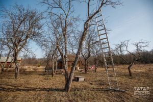 Теплица, кыяр, куаклар: бакчачыларга иң кирәкле киңәшләр