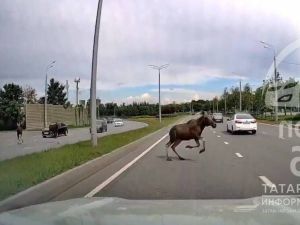 Пошилар Казанда нишләп йөриләр?