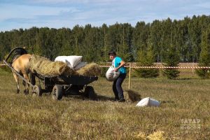 Авылда эш бар, кеше юк: печән чабучыга 5 мең сум түләргә дә ризалар