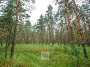 Аюлар кешеләр янына чыга башлады: һөҗүмнәр ни өчен ешая һәм үзеңне ничек сакларга?