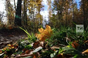 Агачлар балтадан бигрәк, уттан курка