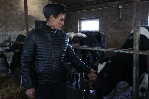 Апас фермеры: «Алма сүзен әйтүгә, бер сыерым әллә каян яныма килеп баса»