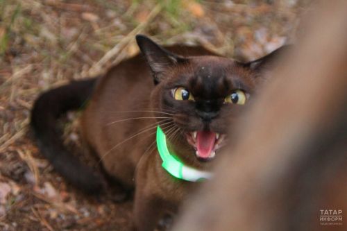 Татарстанда котырган мәчеләр кешеләргә ташлана: берничә районда карантин кертелергә мөмкин