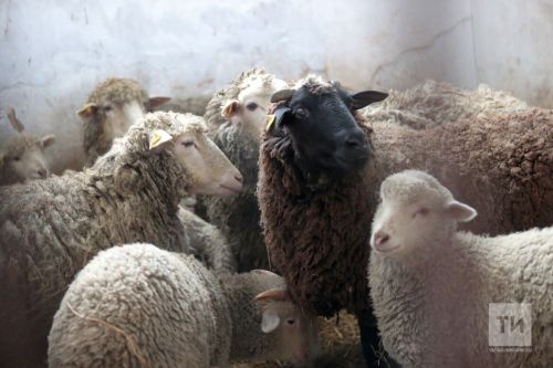 Сарык асрап баеп буламы? Яңа субсидия авылны коткарырмы?