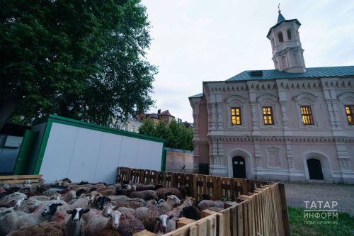 Ветеринарлар Корбан гаетенә үзебездә үстерелгән сарыкларны сатып алырга чакыра