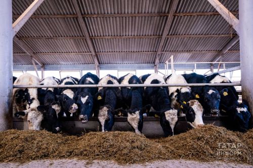 Татарстанда кисәтү: тояклы хайваннарны кертү вакытлыча тыелды — сәбәп нидә?