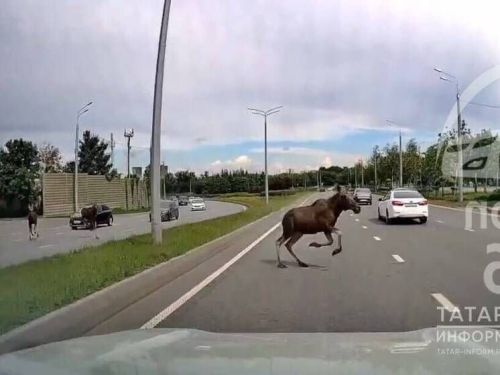 Пошилар Казанда нишләп йөриләр?