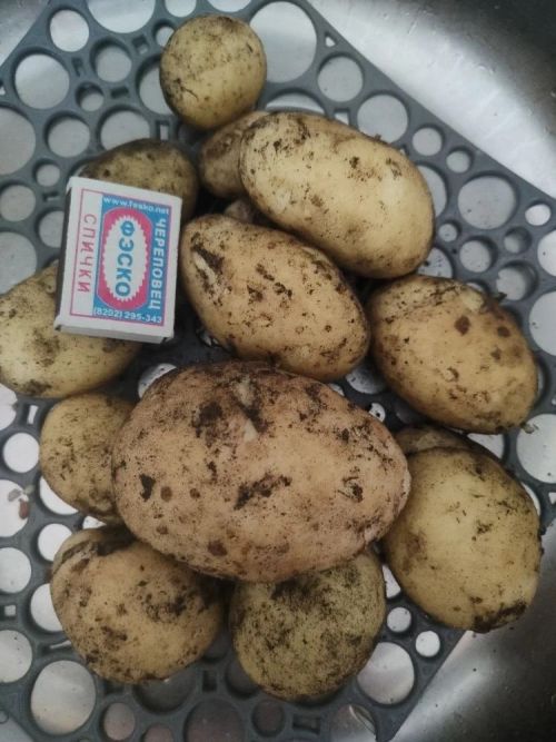 Бакчачы иртә бәрәңге үстерү серләрен ачты: сортны туфракка карап сайларга кирәк